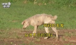 爆料救助狗狗视频播放,网友直播救助狗狗，温情满满引网友泪目